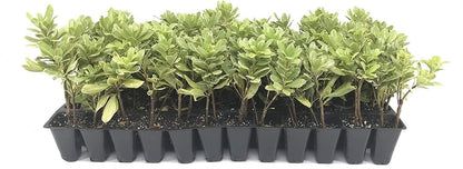 Variegated Pittosporum | 3 Live Plants | Pittosporum Tobria Variegatum | Evergreen Border Accent Hedge Shrub