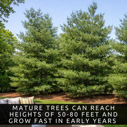 Eastern White Pine Tree Seedlings for Planting - Evergreen Tree Seedlings - Grow Beautiful Evergreen Tree Seeds (1 Seedling) - No Ship to California