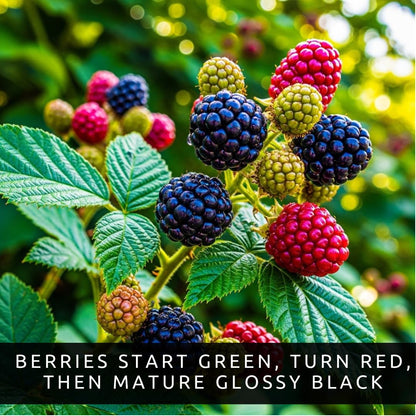 5 Arapaho Thornless BlackBerry Plants – Well-Rooted, Fruit-Bearing, Easy-to-Grow, Juicy Sweet Berries, Perfect for Home Gardens, Patios, and Home Berry Harvests