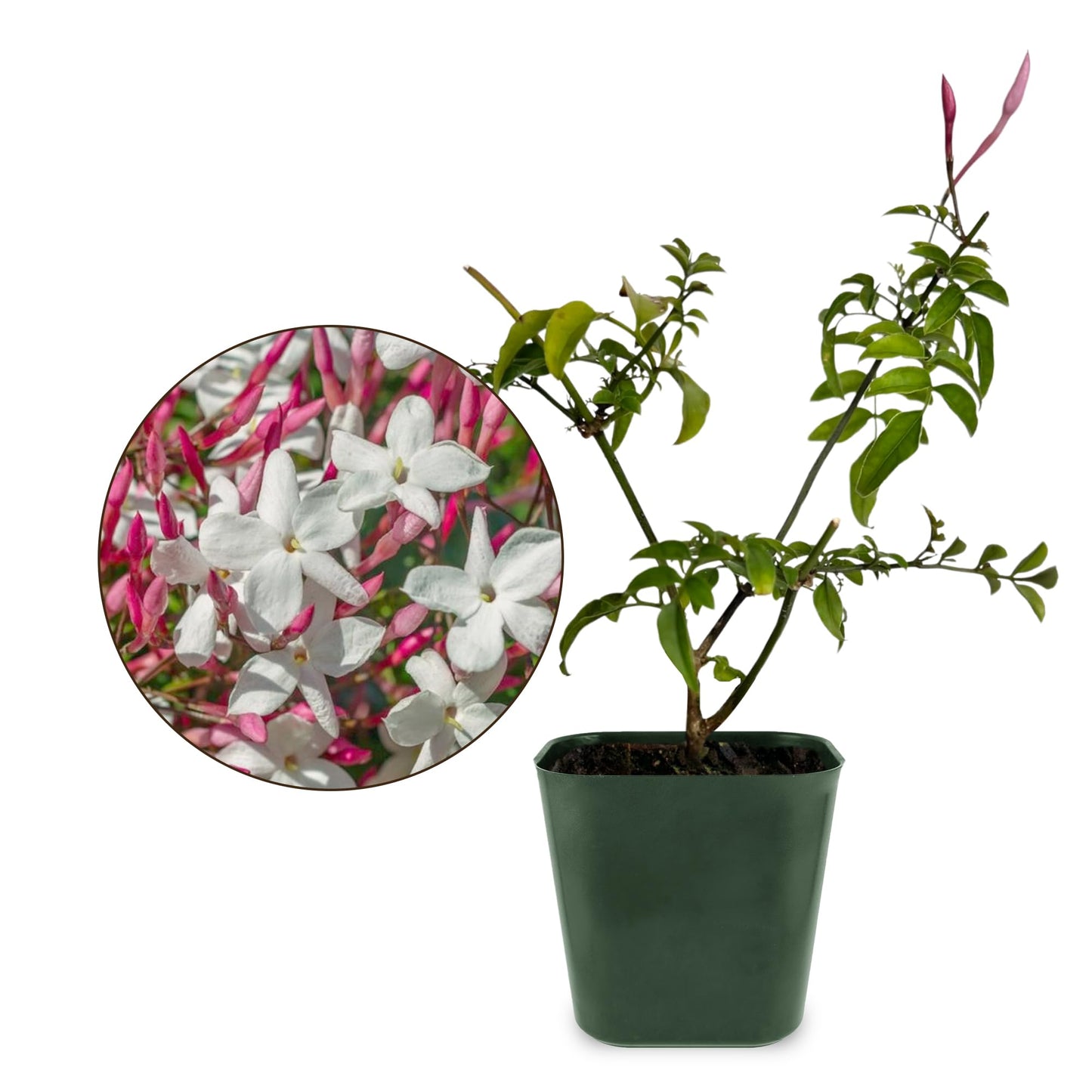 Generic Mini Pink Jasmine Vine, Fragrant and Live Houseplant, 2 Inch Pot, Jasminum Polyanthum (3)