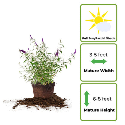 Perfect Plants Black Knight Butterfly Shrub 1 Gallon | Live Bush for Outdoor Planting | Attracting Pollinators Like Butterflies, Bees, and Hummingbirds | Beautiful Dark Purple Flowers in Summer