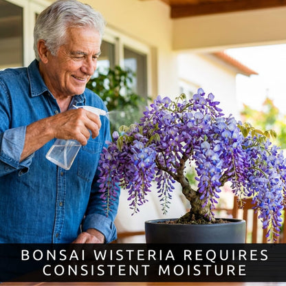 Wisteria Live Plants 1–2 Ft Tall – Flowering Wisteria Vine (Wisteria Floribunda) – Fast Growing Climbing Plant for Garden, Trellis, Pergola & Bonsai Training (2 Plants)