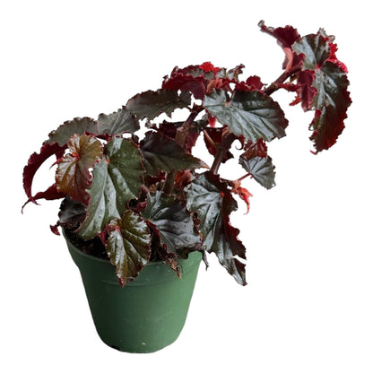 Hopewind plants shop Begonia Black Magic, Begonia Rex, 4 inch Pot, Very Unique and Easy to Care Live Plant
