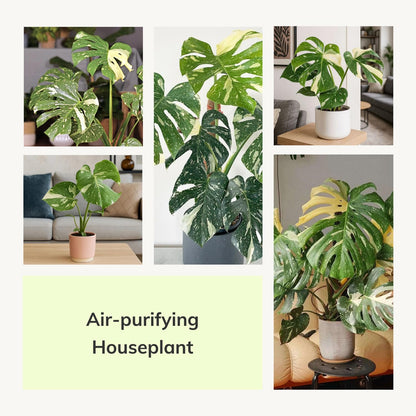 Monstera Plant 4-6 Inch, Live Indoor Plant, Split Leaf Houseplant for Home Office Decoration, No Pot (Variegated Monstera)