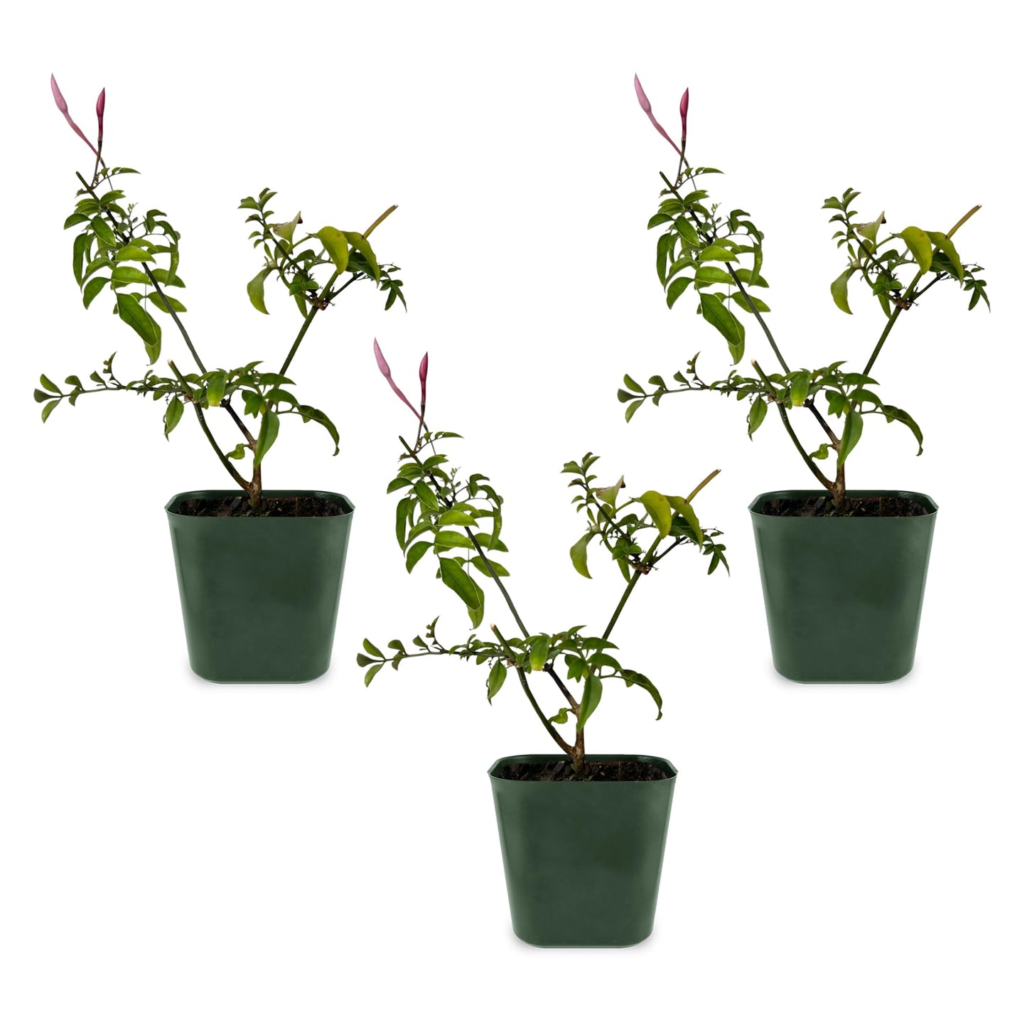 Generic Mini Pink Jasmine Vine, Fragrant and Live Houseplant, 2 Inch Pot, Jasminum Polyanthum (3)