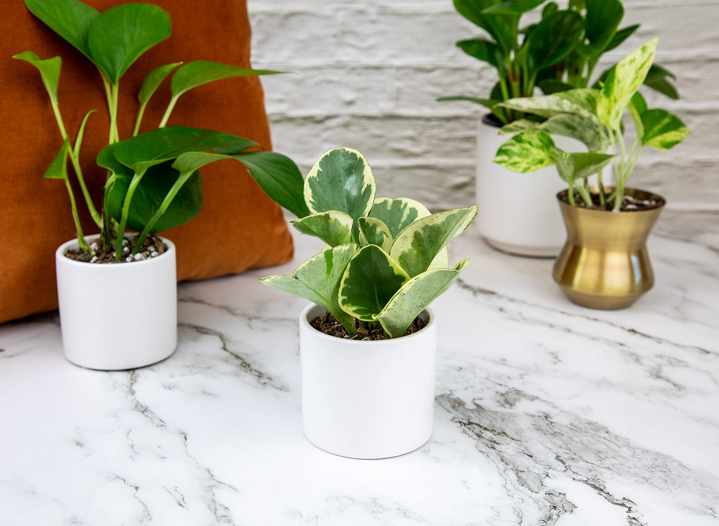 Altman Plants Live Pothos Plants (4PK) and Easy to Grow Houseplants (Pack of 6) Indoor Plants in Containers