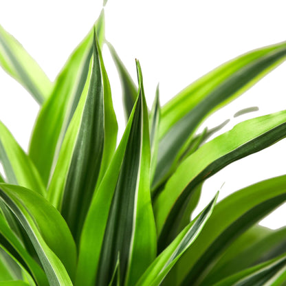 Dracaena Deremensis 'Lemon Surprise' | Live Plant for Indoor & Outdoor | for Living Room, Office, Bathroom | (6" Pot)