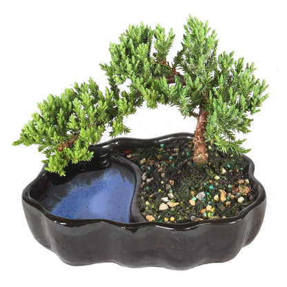 Brussel's Bonsai - Live Green Mound Juniper Bonsai Tree in Zen Reflections Pot, Outdoor Bonsai Tree Live Plant, 3 Years Old, 6-8 Inches Tall, Easy Care Bonsai for Patio Garden (Small)