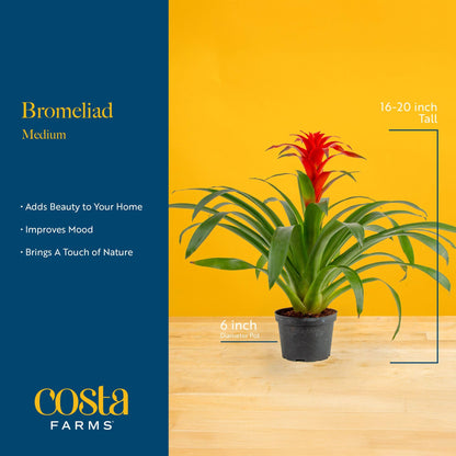 Costa Farms Bromeliad Live Plant in Decorative Pot, Flowering Indoor Houseplant, Perfect for Home, Room, or Office Decor, Great House Warming or Birthday Gift, 16-20 Inches Tall