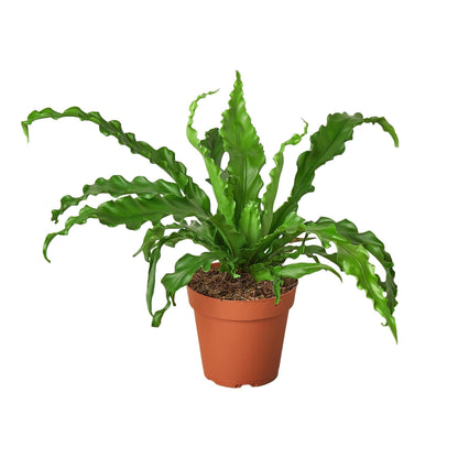 Birds Nest Victoria Fern | Live Plant for Indoor & Outdoor | for Living Room, Office, Bathroom | (4" Pot)