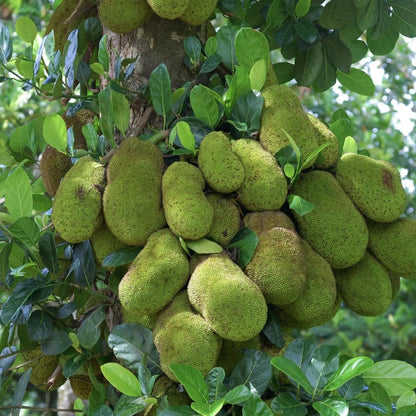 Jackfruit Tree Live Plants, Jackfruit Tropical Fruit Trees, Sweet Fruit Plant from 8-10 Inch Tall in 4 Inch Pot for Outdoor Gardening