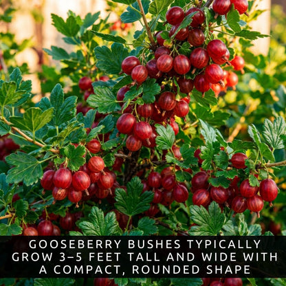 Red Gosseberry Bush Seedling for Growing - 1 Year Well Rooted Plants - Ready to Plant - Hinnomaki Gooseberry (3 Seedlings)