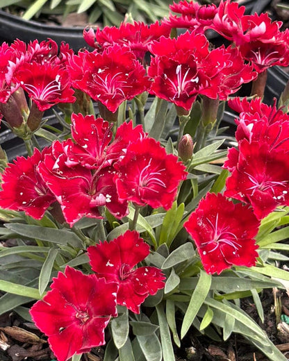 Perennial Farm Marketplace Dianthus x Everlast™ Red (Garden Pinks) Live Perennial, Size-#1 Container, Long-Blooming, Fragrant, Long-Blooming Bright Red Flowers on Upright Foliage