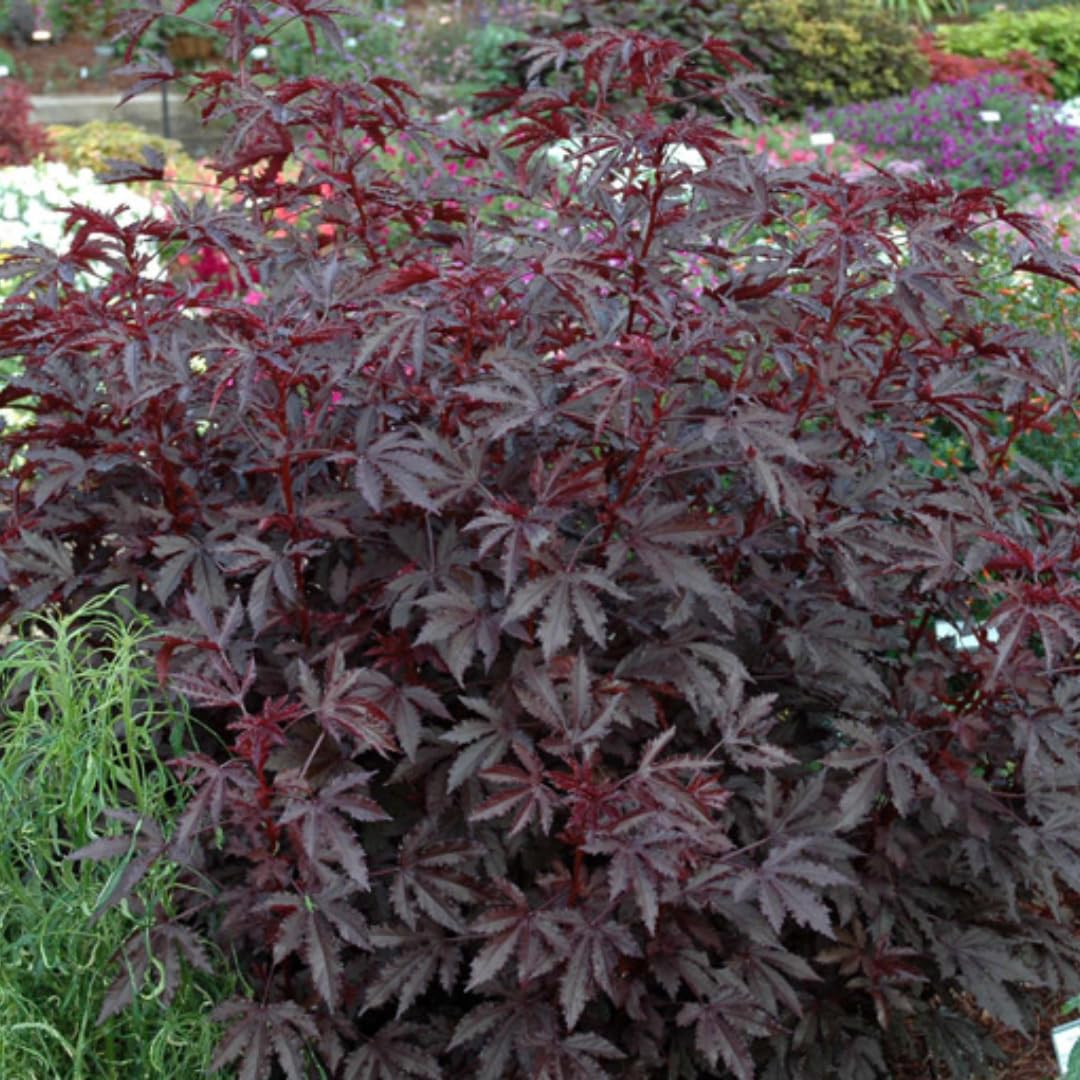 Pack of 4 Live Cranberry Hibiscus Plants, 4–6 Inches Tall, Flowering Plants for Indoor and Outdoor Planting