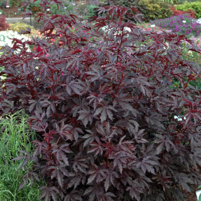 Pack of 4 Live Cranberry Hibiscus Plants, 4–6 Inches Tall, Flowering Plants for Indoor and Outdoor Planting