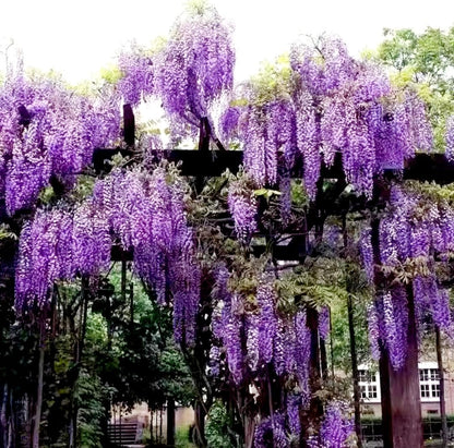 25 Wisteria Seeds Purple Flowers Blue Moon Wisteria Chinese Blue Wisteria sinensis Tree Fast Climber Flower Vine Hardy Plant