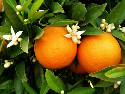 Live Plant - Washington Navel Orange Tree - Semi-Dwarf - 18-36" Tall - Live Citrus Plant