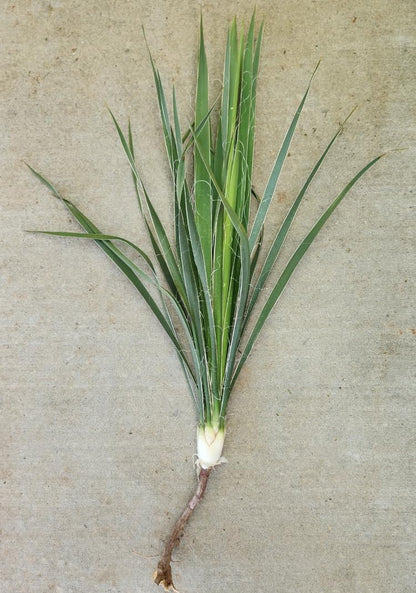 Generic Yucca Plant Adams Needle 20 Inches Tall Landscaping Plants Flowers Shrubs - 1 Plant, Green