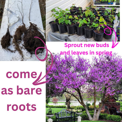 02 Eastern Red Bud Trees Live Plants, 6-12" in Tall for Spring Planting, Redbud Tree Live Zones 5-9