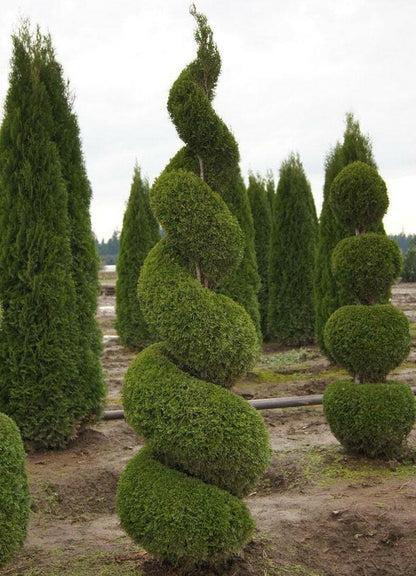 Live Plant - Emerald Green Arborvitae Shrub/Tree - 6-12" Tall - 3" Pot - Thuja occidentalis