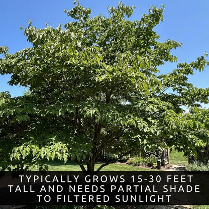 White Flowering Dogwood Trees Live – Cornus Florida – Ornamental Flowering Trees – Spring Blooms & Landscape Trees – Bare Root for Outdoor Planting (10 Trees)