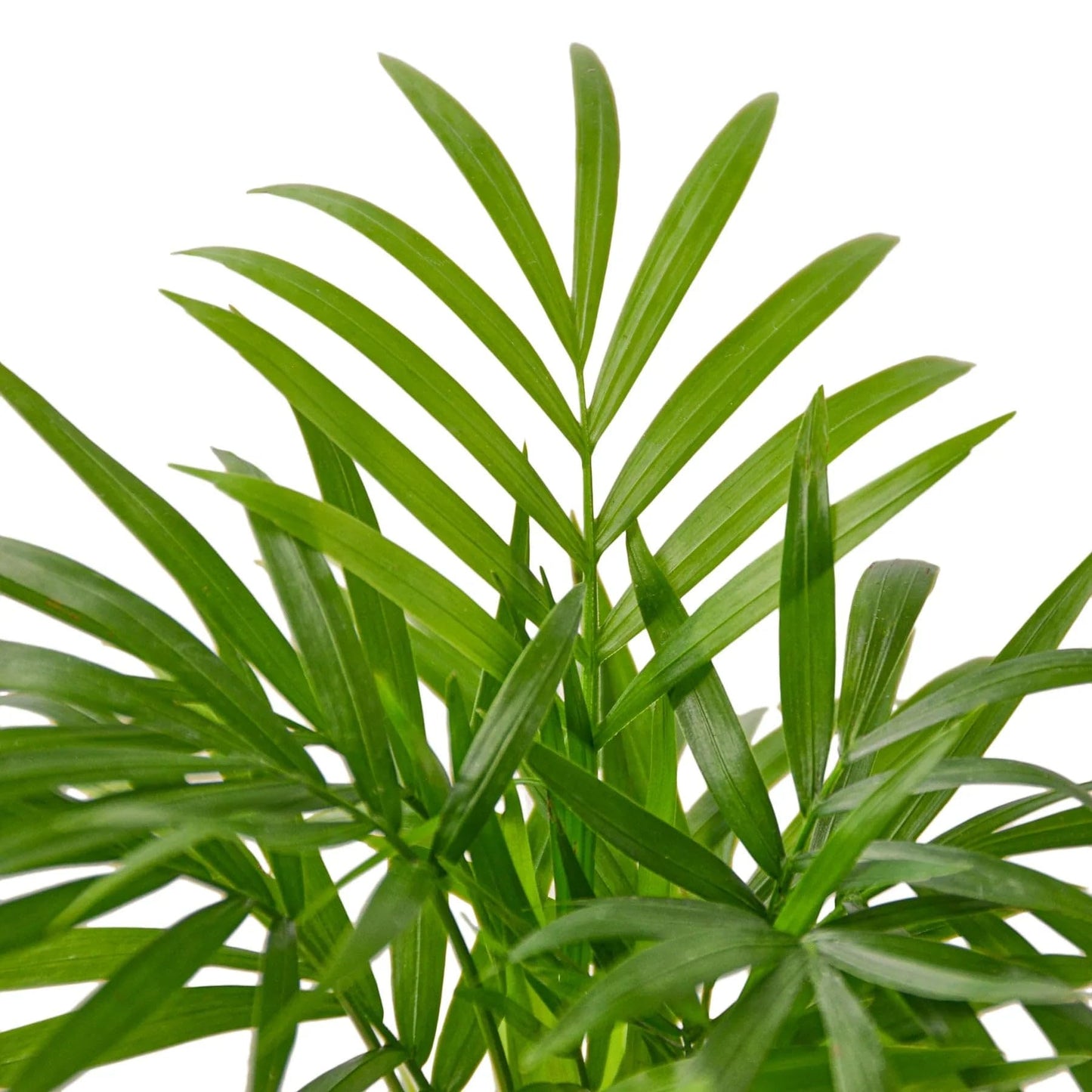 Palm 'Parlor' | Live Plant for Indoor & Outdoor | for Living Room, Office, Bathroom | (6" Pot)