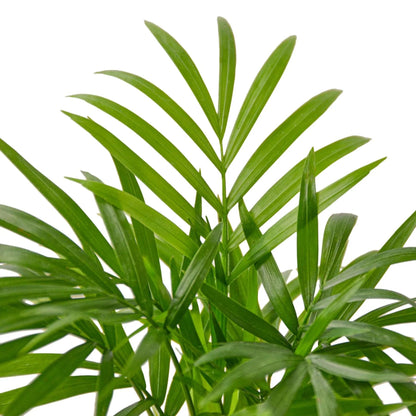 Palm 'Parlor' | Live Plant for Indoor & Outdoor | for Living Room, Office, Bathroom | (6" Pot)