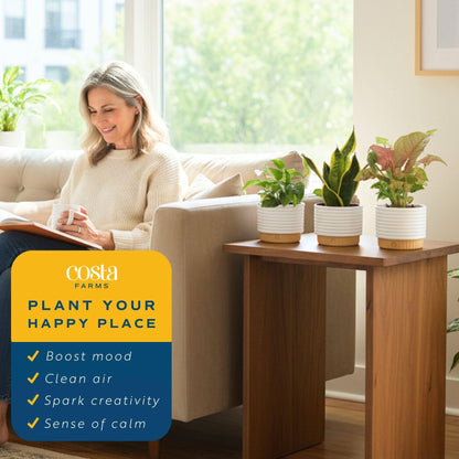 Costa Farms Live Indoor House Plants (3-Pack), Hand Selected Easy to Maintain Indoor Assorted Houseplants in Plant Pots, Curated Air Purifying Mix, Low Light, Home Office Decor Plant Gift