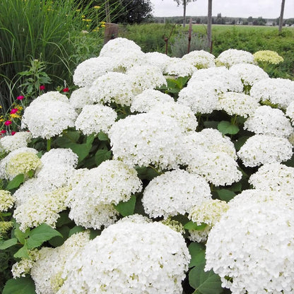Brighter Blooms - Annabelle Hydrangea Shrub, 1 Quart - No Shipping to AK, AZ, HI