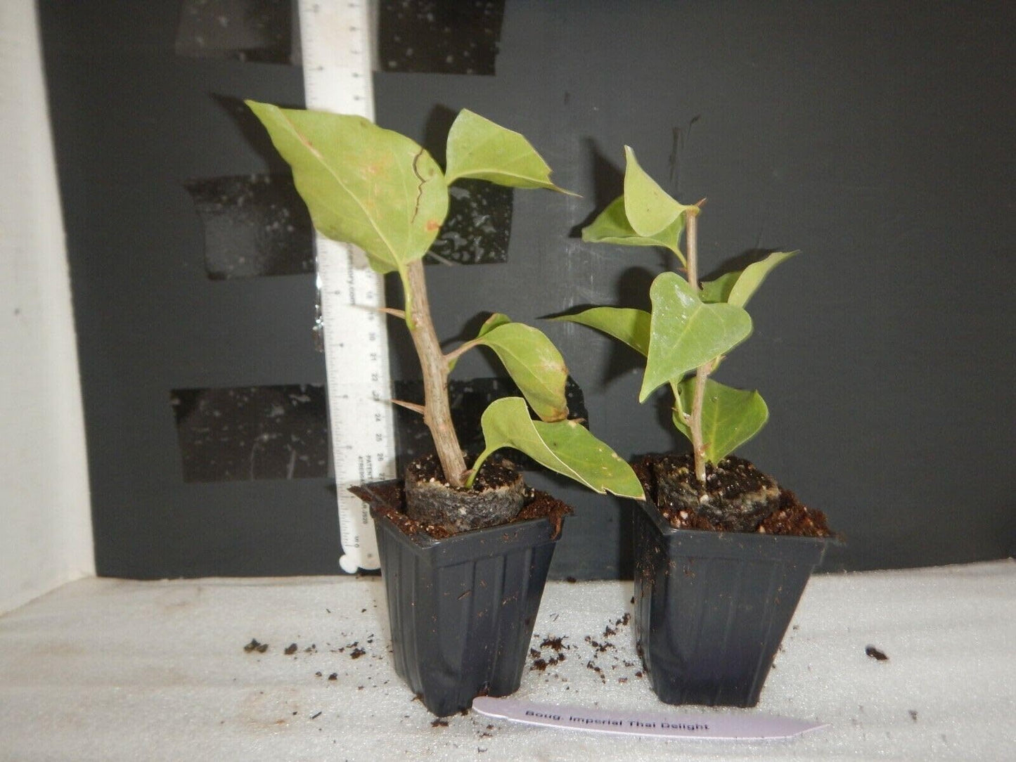 Live Plant - Spectabilis Red Bougainvillea Small Well Rooted Starter Plant