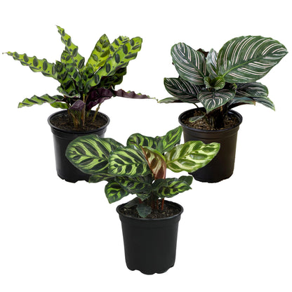 Pet Safe Live Prayer Plant Calathea Collection (3PK) in 4 Inch Pots, Pet Friendly Houseplants, Rattlesnake Plant, Orbifolia, Non-Toxic Houseplant Mix