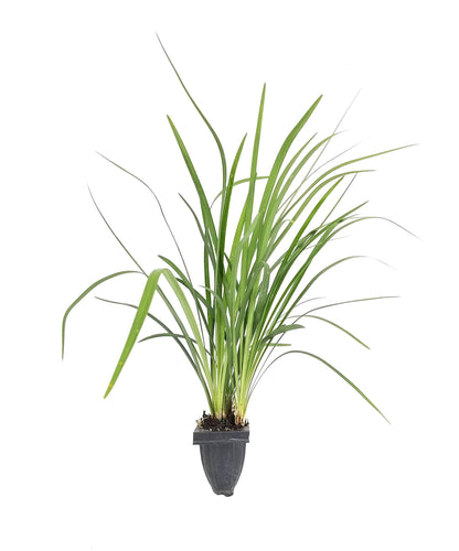 Emerald Goddess Liriope Muscari - 20 Live Plants - Drought Tolerant Low Maintenance Evergreen Ground Cover Grass