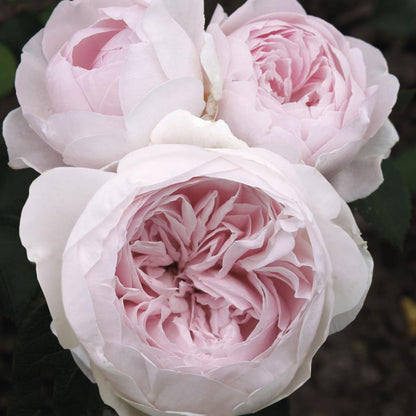 Earth Angel Parfuma Rose, 1.5 Gal Potted, Blush Pink Peony-Shaped Blooms, Own Root, Hardy Zones 5-10, Live Plant, Stargazer Perennials