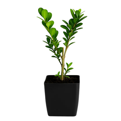 MyShelfie - Bonsai Starter Tree Plant Gift, Japanese Boxwood Topiary Evergreen Shrub Hedge, 2 in Pot