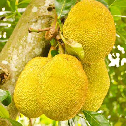 Live Jackfruit Tree Plant High Yield,1 Year Old Potted, 8-14" Tall, Sweet Tropical Fruit for Outdoor Gardens