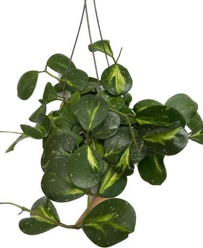Variegated Hoya Obovata Spalsh Available in 2" Pot, 4" Pot, and 6" Hanging Pot - Hoya Live Plants Live Houseplants - California Seller (4" Pot, 2 Plants(stem))
