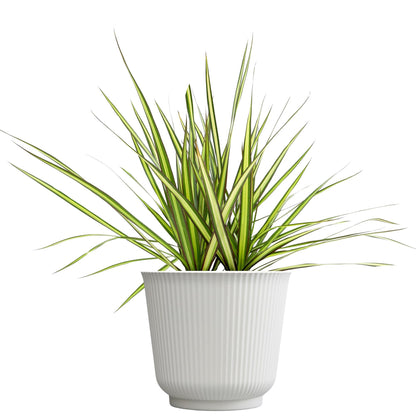 Dracaena Marginata Sunray, Air Purifying Easy Houseplant Decor in 6" White Pot, Dracaena Corn Stalk, Live Botanical Gift, Indoor Dragon Tree, Real Plants & Decorative Plants by Plants for Pets