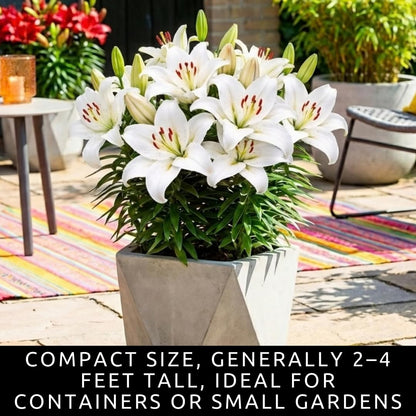 White Oriental Lily Bulbs for Planting - Unique Ruffled Leaves Perennial Lilium Bulbs - Grow Your Own Wedding Flowers (3 Bulbs)