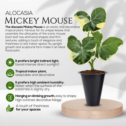Alocasia Plant Collection (4 Pack) -Cuprea, Mickey Mouse, Silver Dragon, Dragon Scale- Rare Indoor Houseplants, Exotic Elephant Ear Plants Live, Live Starter Plants.