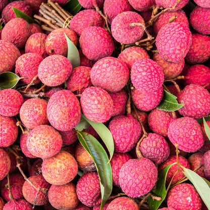 Lychee Tree Live Plant, 3 Gallon Pot, Grafted Lychee Tree, 3-4 Ft Tall Tropical Sweet Litchi Fruits Plant, No Ship to CA