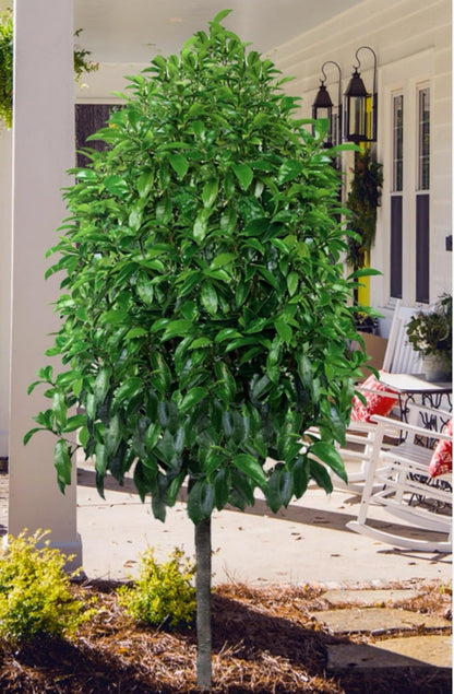Live Plant - Stellar RubyMagnolia Hybrid TreeSMALL Starter Plant-Ruby Banana Scented Blooms