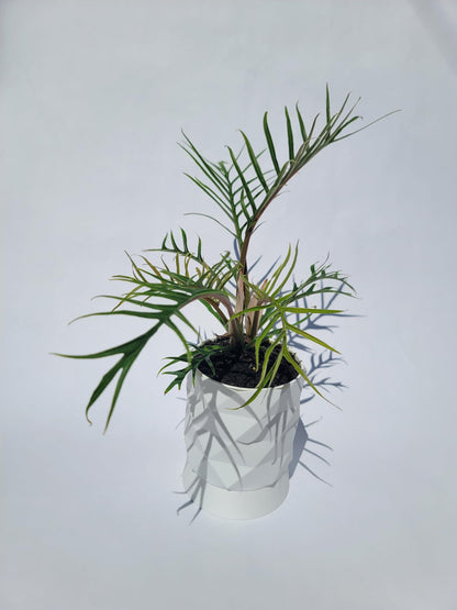 Philodendron Tortum Live Plant | Ships from CA | Available in Modern White Self-Watering Planter | Air Purifying & Pet-Friendly (+ Moden White Self-Watering Planter, Small Plant)
