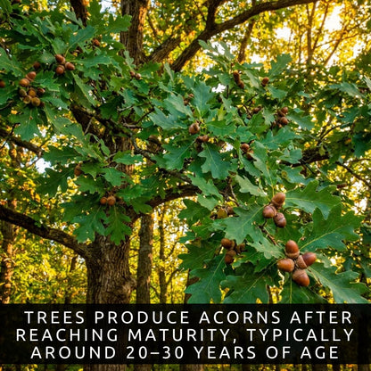 3 White Oak Trees for Planting – Quercus alba – Fast Growing Shade Trees – Hardy Landscape Oaks with Beautiful Fall Color (3 Trees) - Beautiful Fall Color, Long Lived
