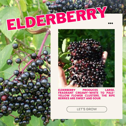 3 Black Elderberry Plants Live, 6-12 Inch Tall, American Elderberry Bush Live Plant, Sweet Elderberries Fruit