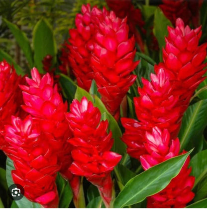 Live Plant - Hawaiian Red Ginger-Alpinia Purpurata- Small Rooted Starter Plant