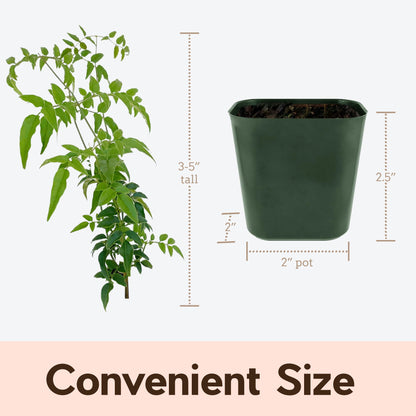 Generic Mini Pink Jasmine Vine, Fragrant and Live Houseplant, 2 Inch Pot, Jasminum Polyanthum (5)