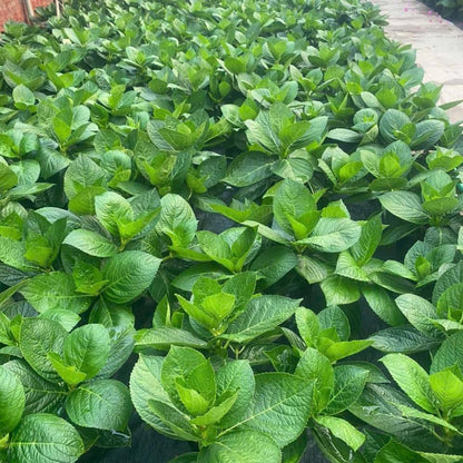 Light Lime to Pink Cream Hydrangea Plant Live Tree, Rare Color, 4" Pot, Perennial and Hardy Blooming Shrub for Garden Spring Planting