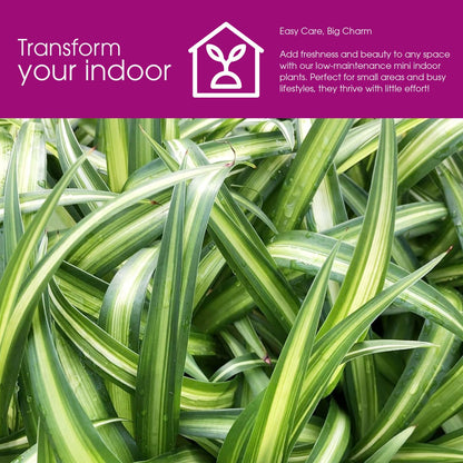 Hawaiian 2 Pack Live Spider Plants - Starter for Home & Office Decor - Air Purifying Rare Houseplants with White & Green Striped Foliage - Easy to Grow Indoor & Garden Plant (Pack of 1)