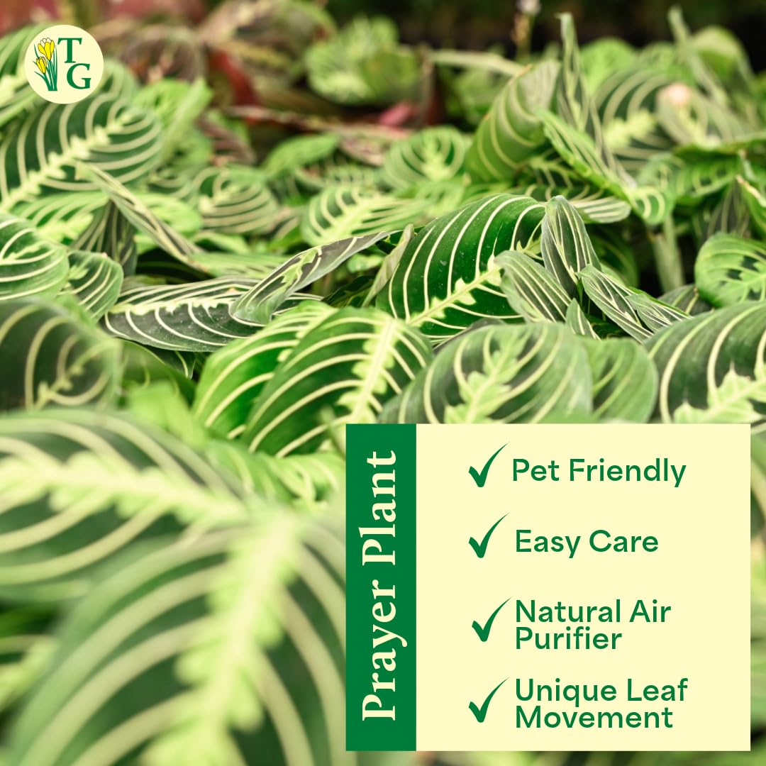 Thorsen's Greenhouse Lemon Lime Prayer Plant, Live Indoor Plant, Pet Friendly, Attractive Houseplant, Lemon Maranta, Natural Air Purifier, Easy to Grow, 4" Diameter Pot (Copper)