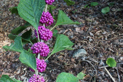 Live Plant - American Beauty Berry Bush/Shrub - 6-12" Tall Seedling - Live Plant - 4" Pot
